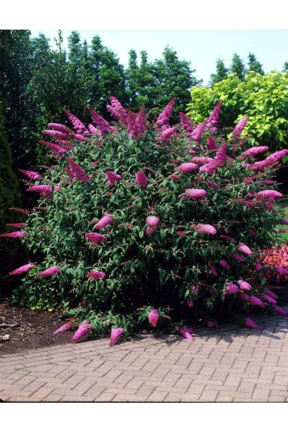 Будлея Flower Power раскидистый куст