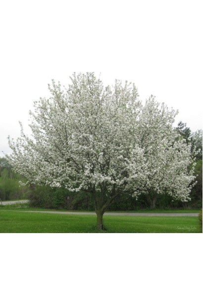 Яблоня Red Delicious - идеальна для сада и коммерческого выращивания.