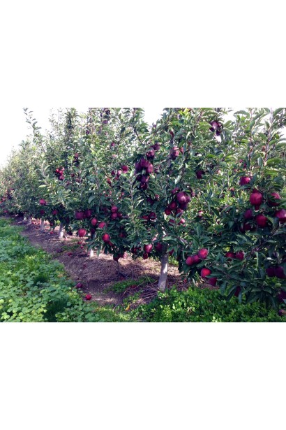Malus domestica Red Delicious с высокой урожайностью и сочными плодами.