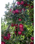 Яблуня домашня Ред Делішес (зимова) | Яблоня домашняя Ред Делишес (зимняя) | Malus domestica Red Delicious