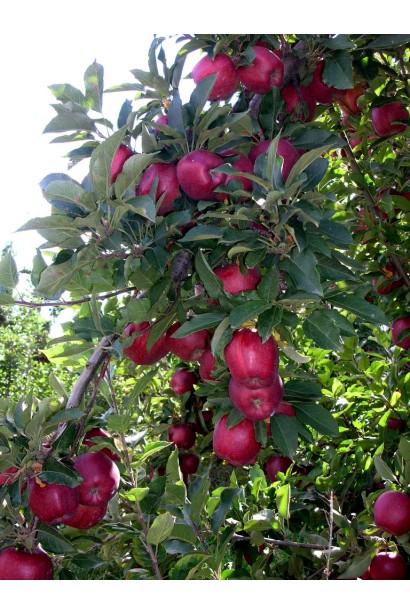 Яблоня Ред Делишес - зимний сорт со сладкими плодами.