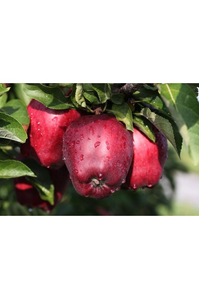 Malus domestica Red Delicious с ярко-красными яблоками.