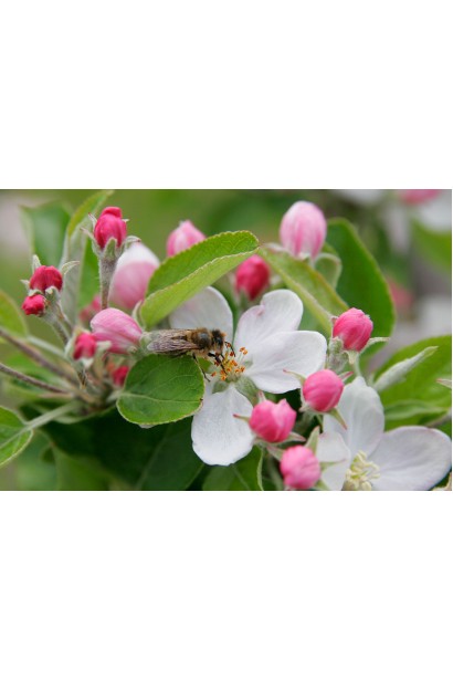 Яблоня домашняя Ред Делишес цветение