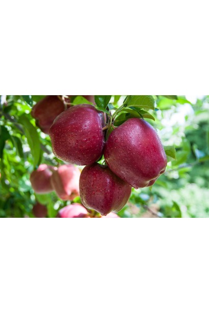 Яблоки Red Delicious - известный сорт с гладкой красной кожицей.