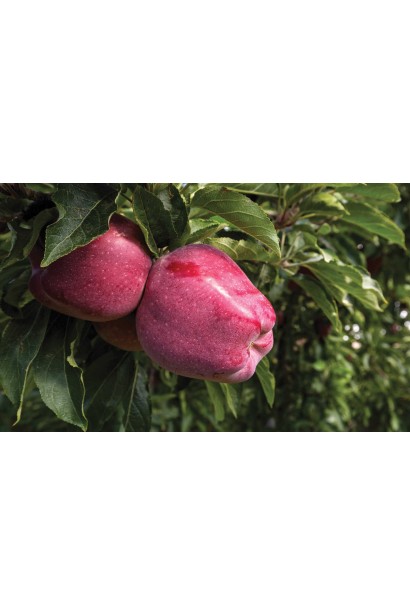 Яблоня домашняя Ред Делишес (зимняя)