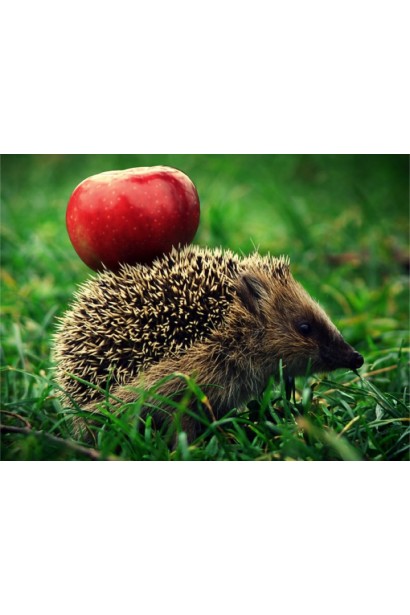 Malus domestica Red Delicious