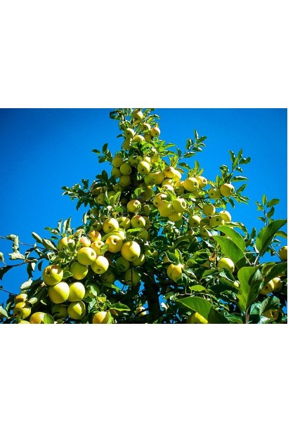 Голден Резистент - идеальный выбор для зимнего урожая.