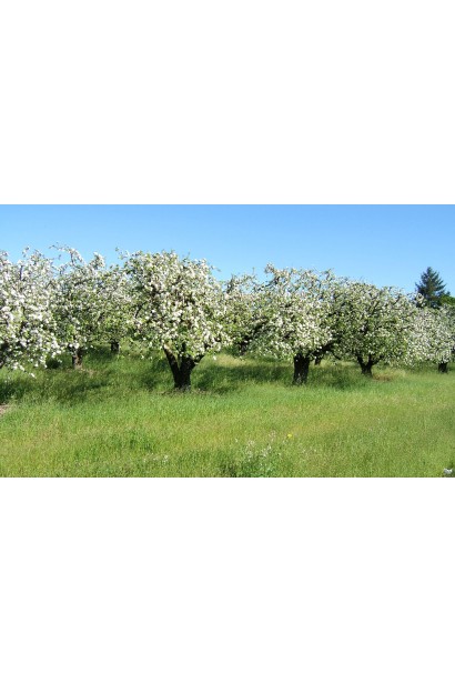 Яблоня Голден Резистент в саду с устойчивостью к заболеваниям.