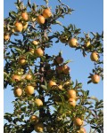 Яблуня домашня Голден Резістент (зимова) | Яблоня домашняя Голден Резистент (зимова) | Malus domestica Golden Resistant