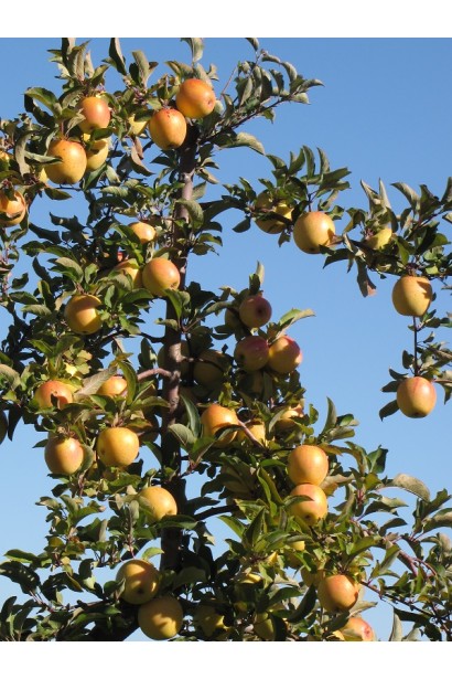 Зимняя яблоня Голден Резистент с устойчивостью к болезням.