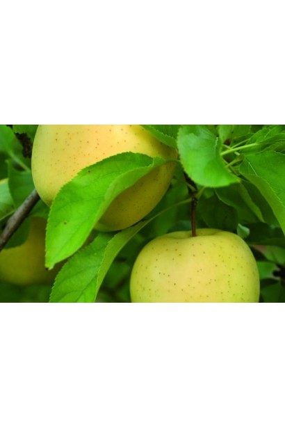 Голден Резистент - урожайные зимние яблоки для сада.