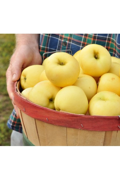 Сладкие и сочные яблоки Голден Резистент.