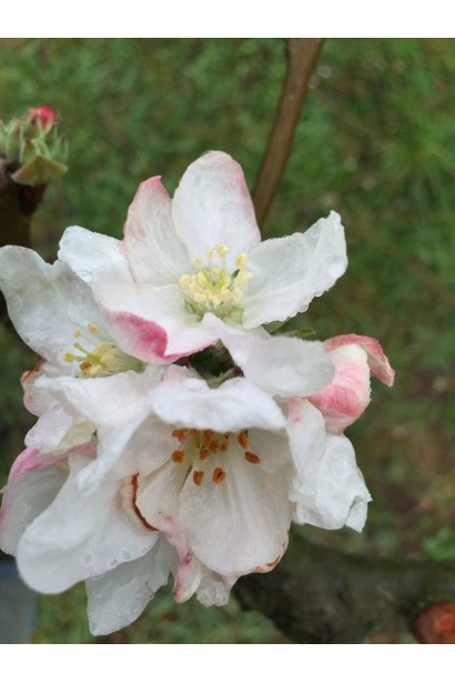 Malus domestica Golden Resistant