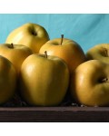 Яблуня домашня Голден Резістент (зимова) | Яблоня домашняя Голден Резистент (зимова) | Malus domestica Golden Resistant