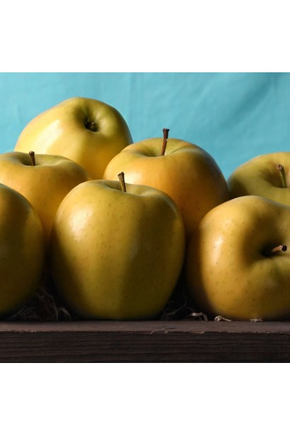 Malus domestica Golden Resistant - золотистые зимние яблоки.