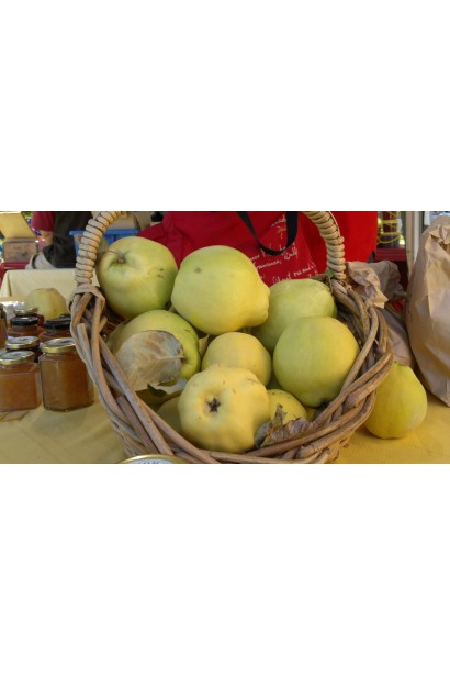 Зимняя яблоня Голден Резистент с хрустящими плодами.