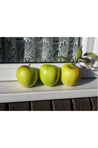 Яблоня домашняя Голден Резистент (зимняя)