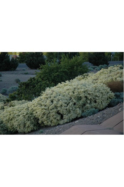 Білі квіти рокитника Альбус у весняному саду.