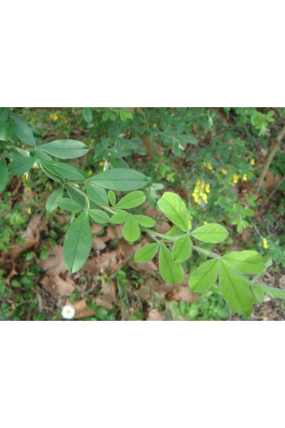 Cytisus praecox Albus (white)