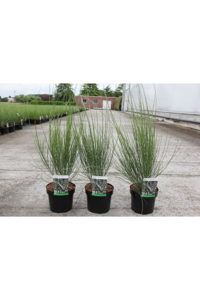 Саджанці рокитника Альбус в садовому центрі