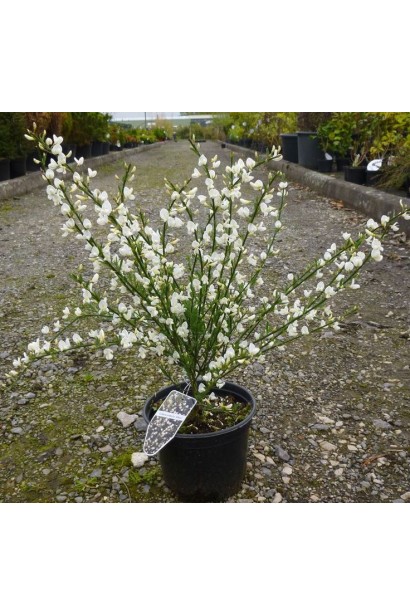 Саджанець рокитника Альбус із білими квітами.