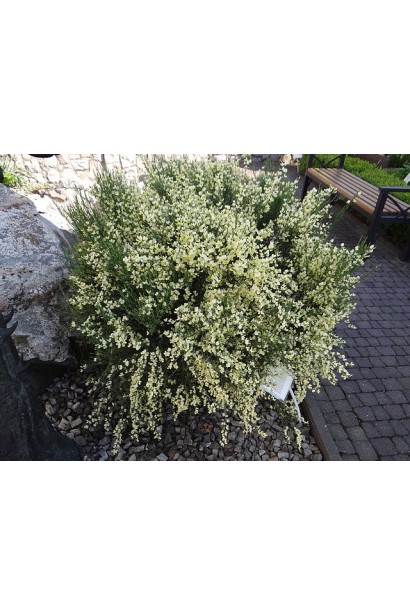 Рокитник ранній Альбус (білий)