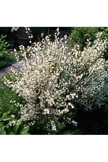 Кущ Cytisus Albus з ніжними білими квітами.
