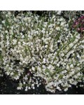 Рокитник ранній Альбус (білий) | Ракитник ранний Альбус (белый) | Cytisus praecox Albus (white)