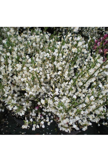 Cytisus praecox Albus (white)