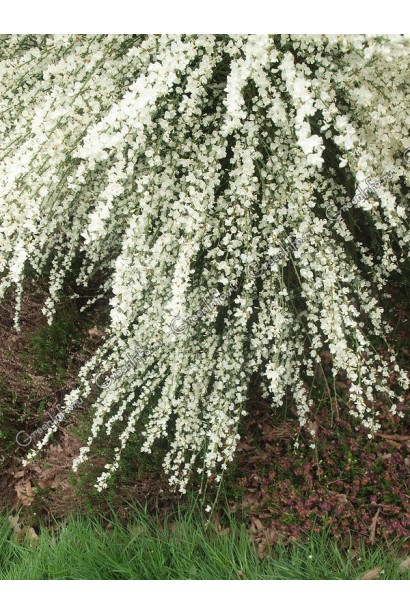 Білі квіти рокитника Альбус створюють ніжну весняну атмосферу.