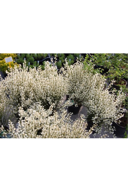 Рокитник ранній Альбус (білий)