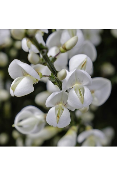 Квіти рокитника Альбус