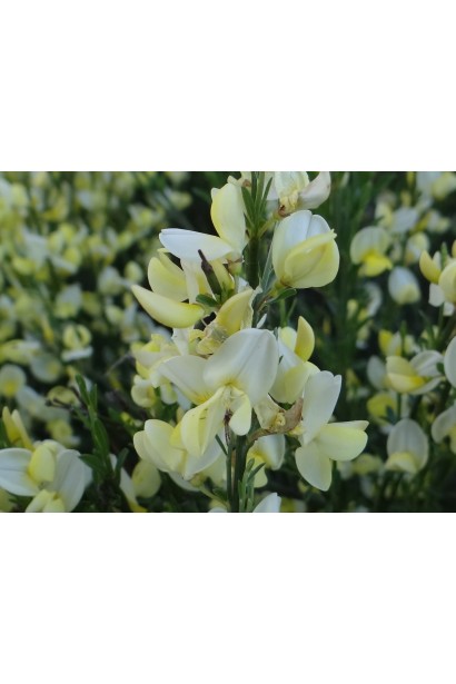 Квіти рокитника Альбус