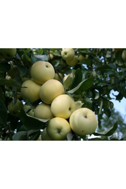 Літня яблуня Білий Налив із соковитими плодами.