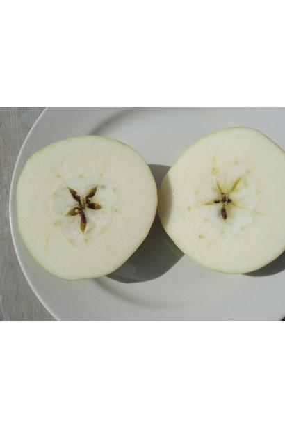 Білий Налив — рання яблуня з ніжною текстурою плодів.