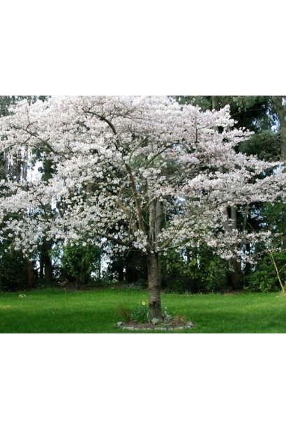 Літня яблуня Білий Налив для домашнього саду.