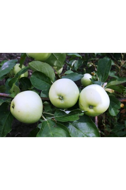 Літні яблука Білий Налив для швидкого споживання.