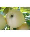 Яблуня домашня Білий Налив (літня) | Яблоня домашняя Белый Налив (летняя) | Malus domestica Beliy Naliv