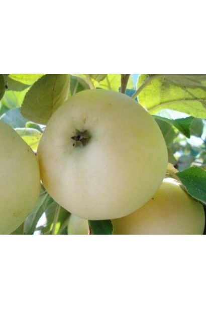 Яблуня Білий Налив із солодкими, ніжними плодами.