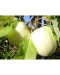 Яблоня домашняя Белый Налив (летняя) | Яблуня домашня Білий Налив (літня) | Malus domestica Beliy Naliv