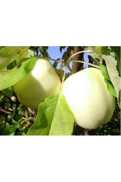 Malus domestica Beliy Naliv з білими соковитими плодами.