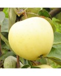 Яблуня домашня Білий Налив (літня) | Яблоня домашняя Белый Налив (летняя) | Malus domestica Beliy Naliv