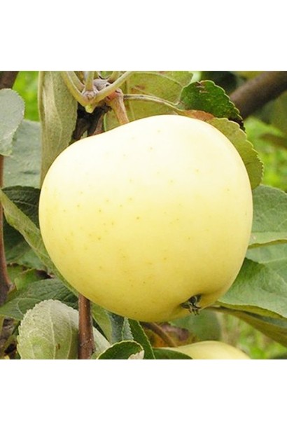 Яблуня Білий Налив — рання літня класика.