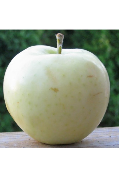 Malus Beliy Naliv — яблуня для першого врожаю літа.