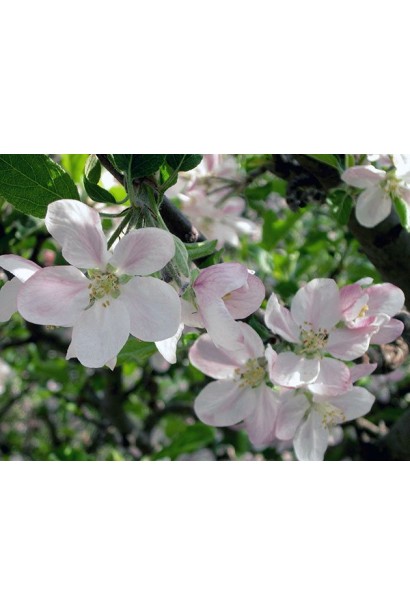 Яблуня домашня Білий Налив (літня)