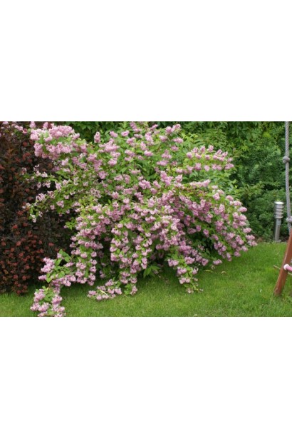 Дейція Строберрі Філдс рясне цвітіння