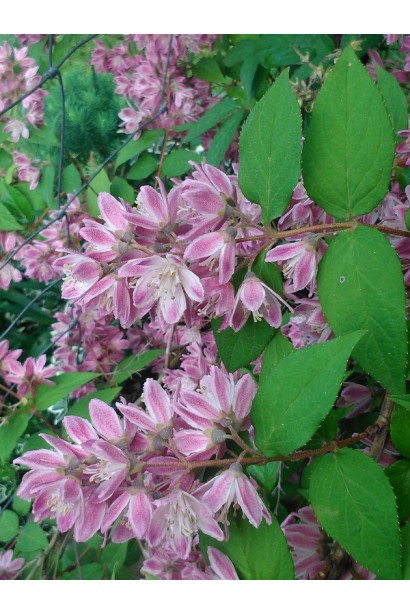 Дейція гібридна Strawberry Fields