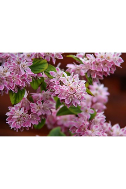 Дейція Строберрі Філдс