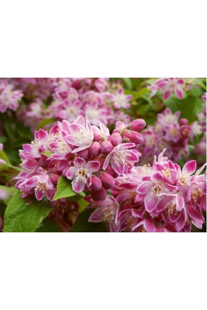 Дейція Строберрі Філдс великі декоративні суцвіття