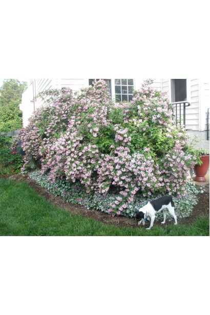 Дейція Строберрі Філдс в ландшафті